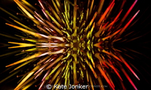 Fireworks Urchin
Snoot lighting with coloured gels. by Kate Jonker 